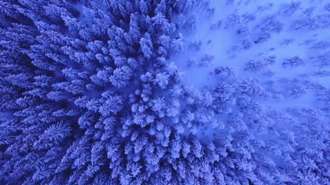 Beautiful nature - The footage of the snowy trees is very beautiful let's see