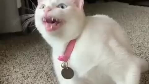 cat singing comedy viral video 😂