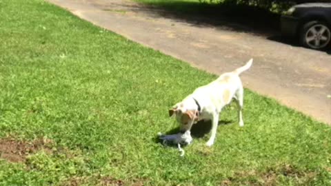 Uh Oh the dog got Shirleys yarn!