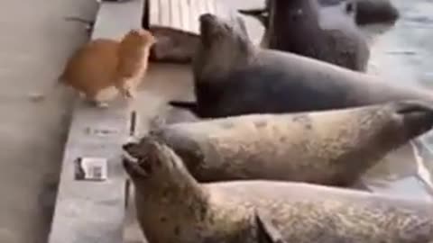 Seal Fish Wants to Impress the Cat #shorts #viral #shortsvideo #video