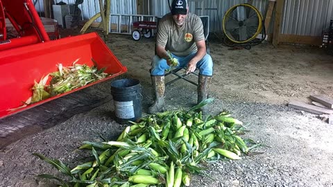 harvesting corn