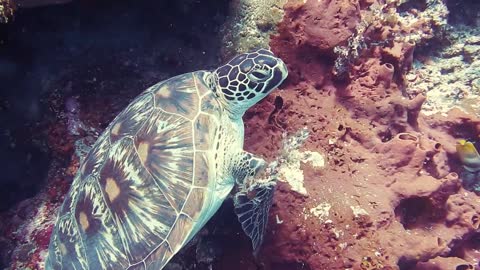 sea turtle swimming away