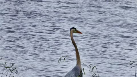 Heron Bird Avian Lake Water Wildlife Nature