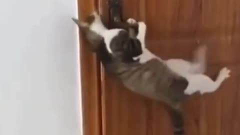 Video divertenti di gatti che che fanno ridere #tanterisate #altop