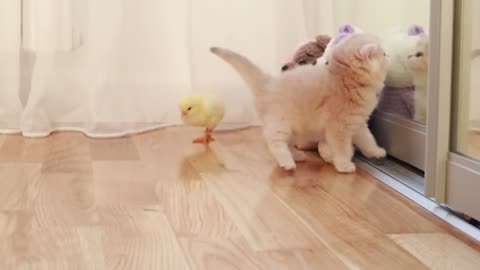 Kittens walk with a tiny chicken