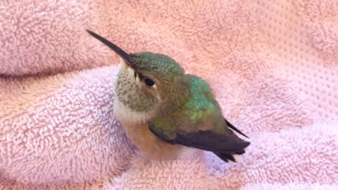 Baby Rufous Hummingbird