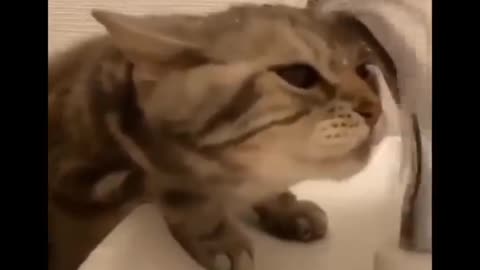 Funny cat drink water