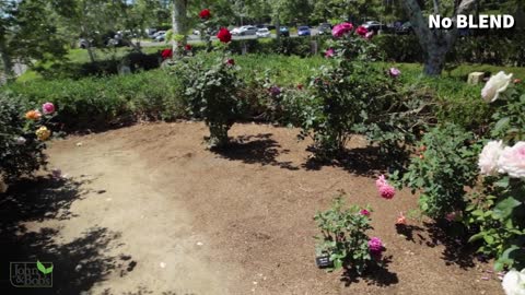 Rose Fertilizer _ Before & After Comparison With Organic Fertilizer