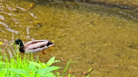 Four birds in one day Blackbird, songbird, ducks, Four short videos.