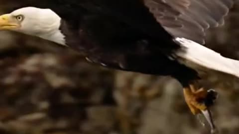 Wild animals zero distance bald eagles