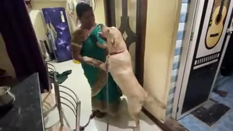 Labrador puppy’s long lasting love when mom returned home