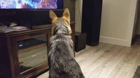 German Shepherd Howling Challenge!