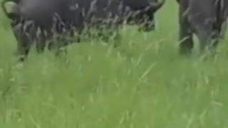 Elephant kicks a buffalo in the head.#shorts #elephantvsbuffalo