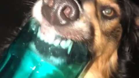 Thirsty Dog Laps from Glass