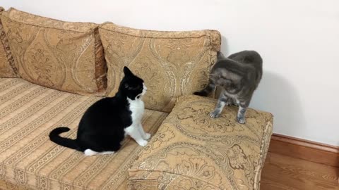 Cat Bites Other Cats Butt