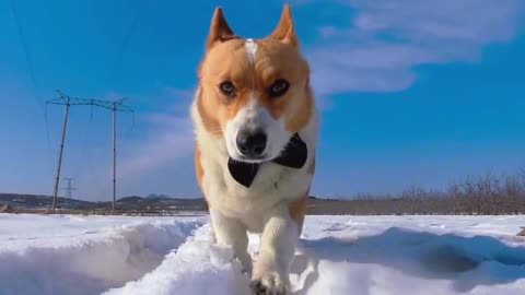 Feel the pressure? Koki dog plays with snow spirit. After the dog returns to the village