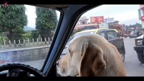 TOBY THE FIRST DRIVING DOG!