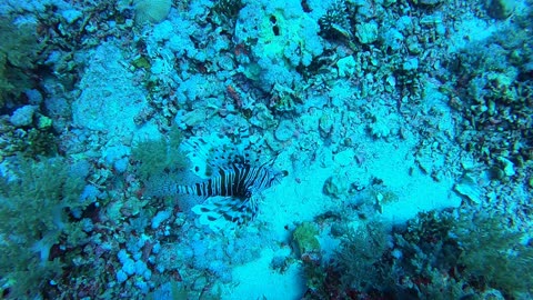 Red Sea SCUBA Diving - Lionfish