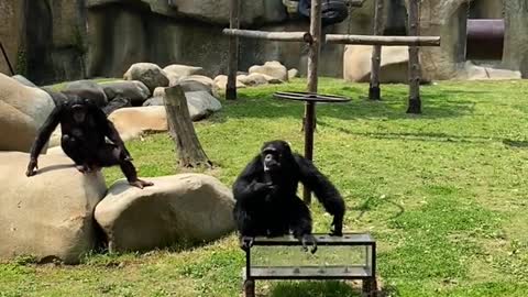 You don't quite get it when you say chimps are smart.