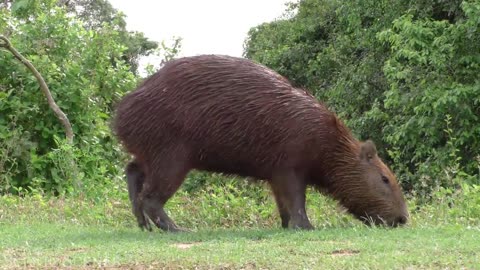 Animals of Amazon 4K - Animals That Call The Jungle Home | Amazon Rainforest