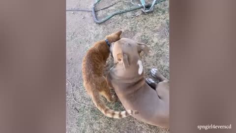 CATS AND DOGS Awesome Friendship - Funny Cat and Dog Vines COMBINATION