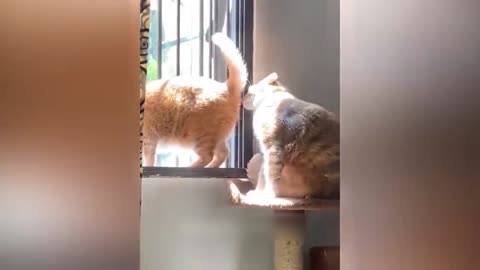 cat comedy video.