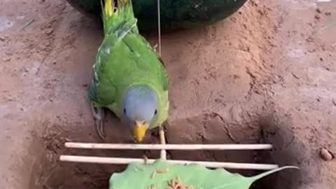 Watermelon Parrot Bird Trap _bird -parrot_shorts__