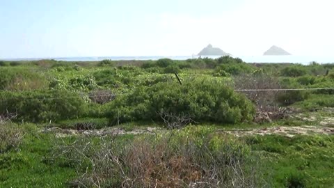 Kailua, HI — Flat Island #1