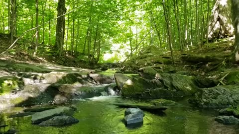 Singing birds, forest stream, sounds of the forest, sounds of nature | sleep relax science asmr |