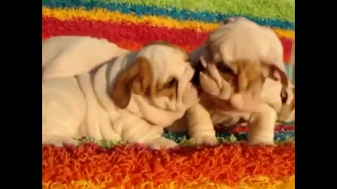 Fany Bulldog puppies