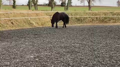 One of the very best Friesians I have trained for dressage. Price $37000USD