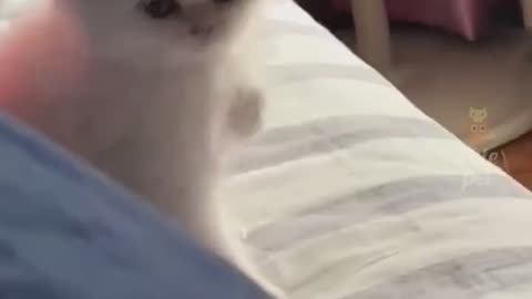 Funny cat