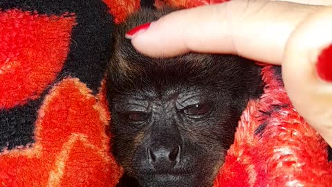 Tucking in a Rescued Baby Monkey