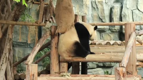 The giant panda