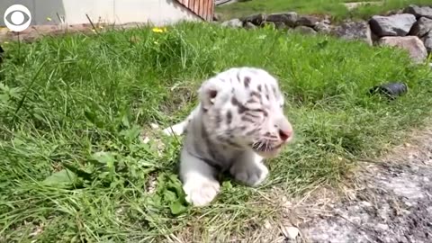 : #White Bengal Tiger Cubs#