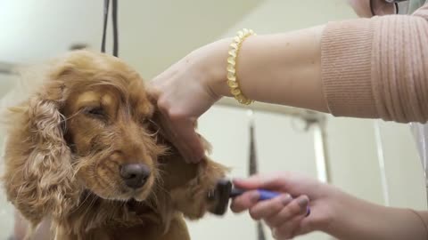 Woman dries and combs dog's fur