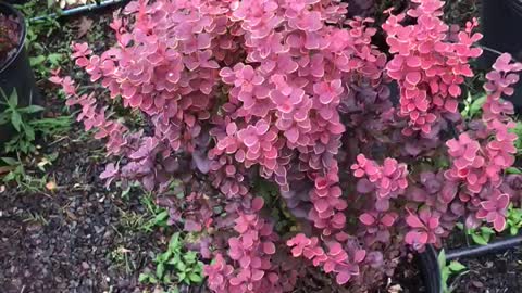 Orange rocket Barberry