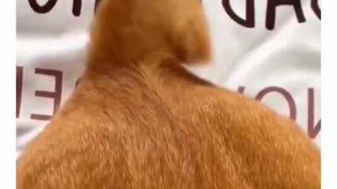 Funny cat short video