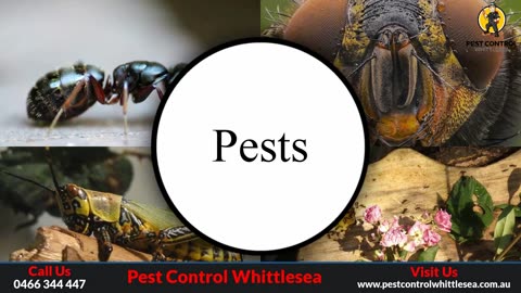 Pest Control Whittlesea