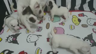 puppies _ parents