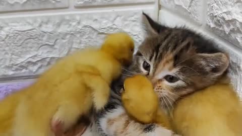 "Furry Friends Unite: Playful Kittens and Chirpy Birds"