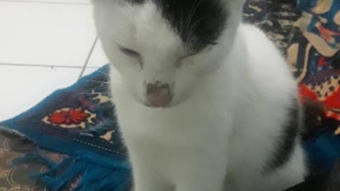 My cat hungry