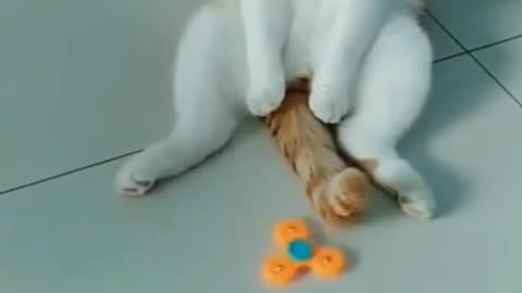 Cat playing