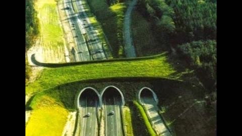 Wildlife Crossings Around The World