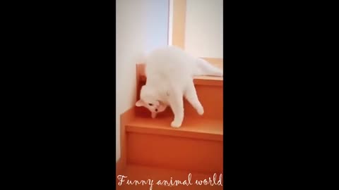 Viral Funny Videos 2024 😍 Funniest Videos🐶😹