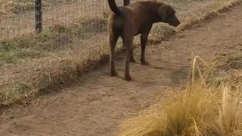 Lion asking dog for forgiveness | Viral Thing | #short