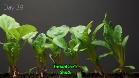 Spinach 40 Day π The Rapid Growth