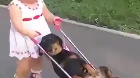 Baby girl walking puppy in walker #shorts #viral #shortsvideo #video