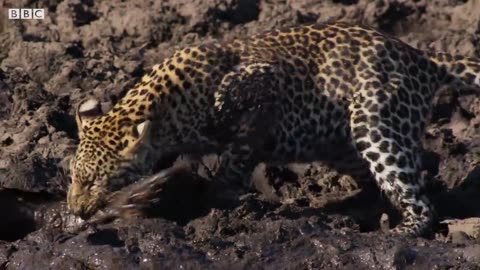 Leopard Learns How to Catch a Fish |