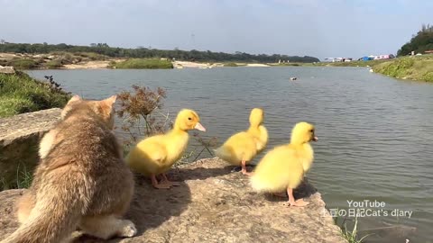 A cat leading ducks outgoing